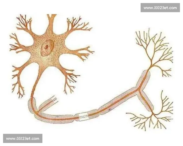 海马体在记忆形成与空间导航中的关键作用及其神经机制解析